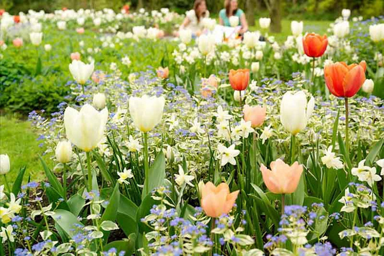 Tulipa 'Purissima', Tulip 'Purissima', Fosteriana Tulip 'Purissima', Tulip 'White Emperor', Fosteriana Tulip 'White Emperor', Fosteriana Tulips, Spring Bulbs, Spring Flowers, White Tulip, Early tulip